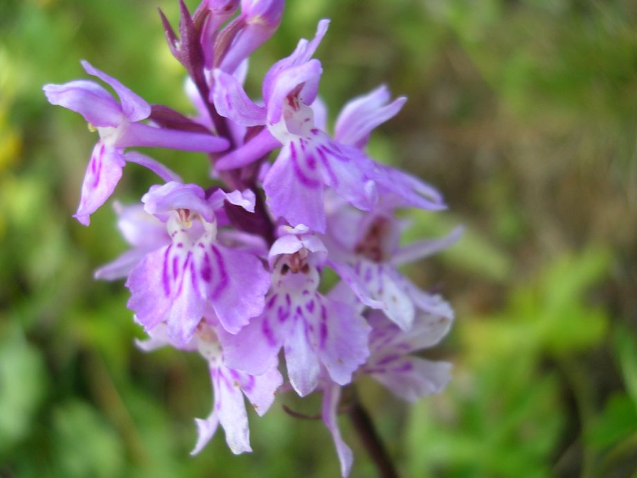 D. maculata,T. globosa, G. conopsea, N. rubra